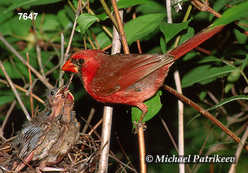Northern Cardinal (Cardinalis cardinalis)